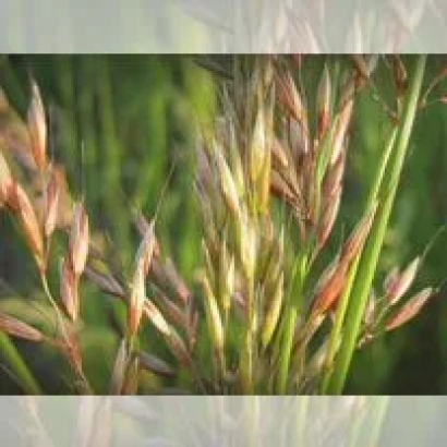 Стебли райграса с колосками на фоне зеленого поля - БАРСПЕКТРА ИИ