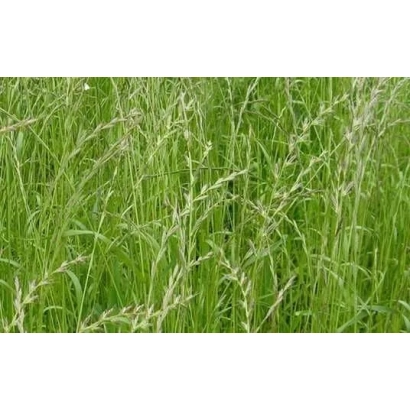 Высокий зеленый райграс на фоне поля - ЦНА