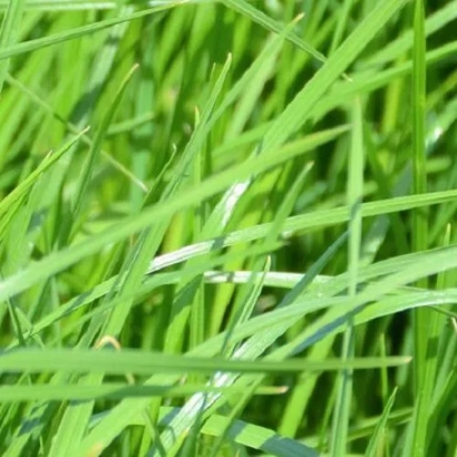 Зелёная трава райграс - Хантер