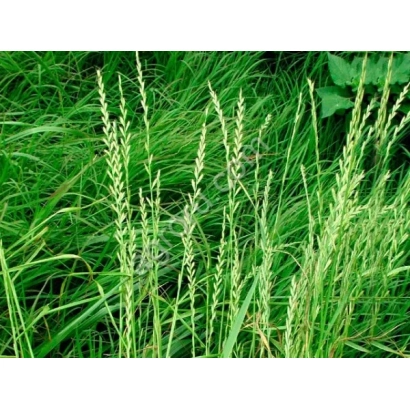 Ryegrass in a green field - IZORSKY
