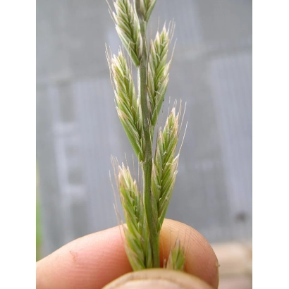 Стебель райграса в руке - МЕЛЬЮМП