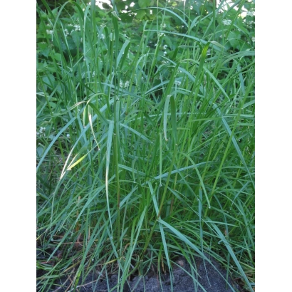 Райграс на зеленом поле - Солид