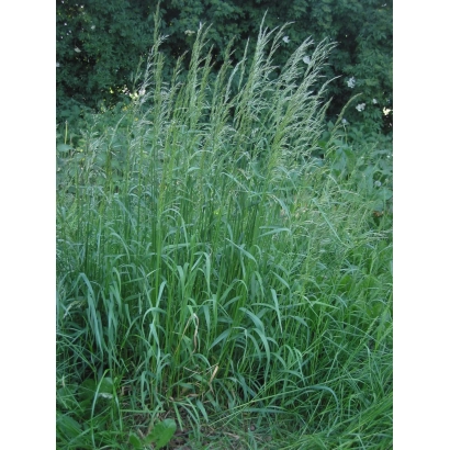 Ryegrass plant against green foliage - Tetragreyz
