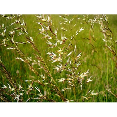 Ryegrass on green background - TETRAMEDJIK