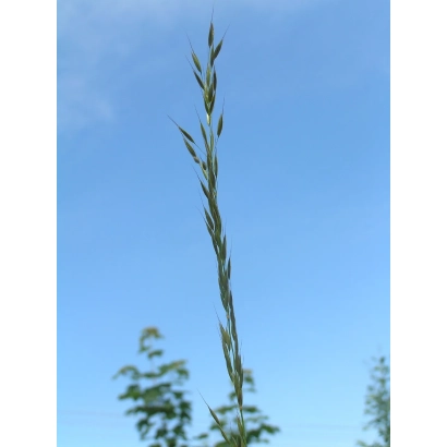 Стебель райграсу на фоні блакитного неба - ВІНТЕРХОК