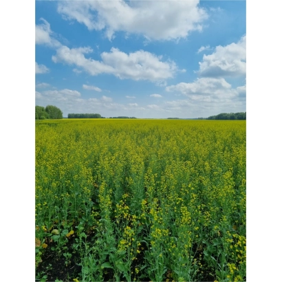 Поле рапса под голубым небом - А 3