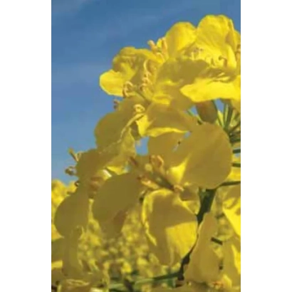 Жёлтые цветы рапса на фоне голубого неба - Адриана