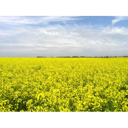 Поле рапса под названием Альтаир