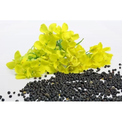 Жёлтые цветы рапса и чёрные семена на белом фоне - Альбатрос