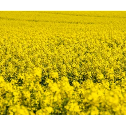 Поле рапса в цвету, желтые цветы на фоне неба - Аликанте