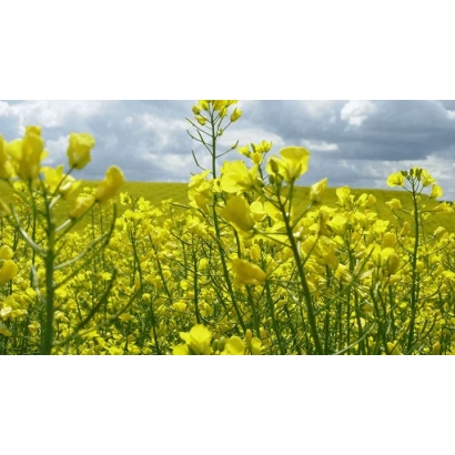 Поле рапса с жёлтыми цветами под облачным небом - Алиот