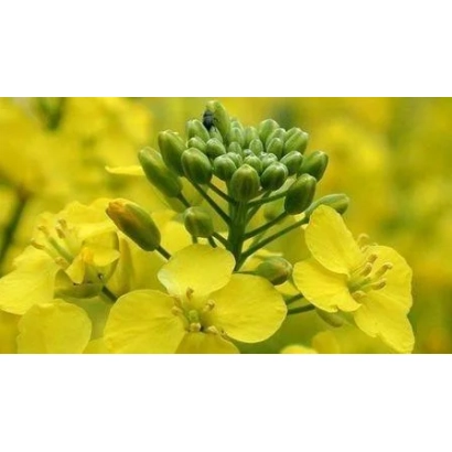 Жёлтые цветы рапса на фоне поля - АЛВАРО КВС