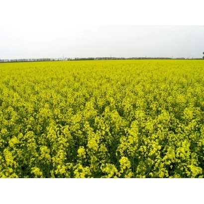 Поле рапса, соответствующее категории Рапс - Амулет