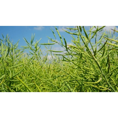 Поле рапса на фоне голубого неба - Андерсон