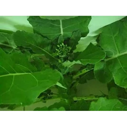 Растение рапса с зелеными листьями и цветочной стрелкой - АНДРОИД ФТ-99