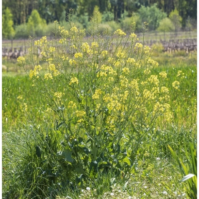 Поле с цветущим рапсом на фоне леса - АНИИЗИС 2