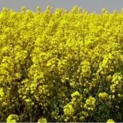 Поле рапса в цвету - Анна