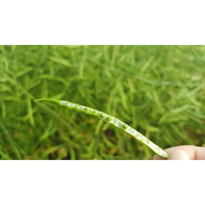 Зеленая стручок рапса на фоне поля - Аннистон