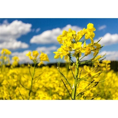 Поле рапса с желтыми цветами на фоне синего неба - Антария