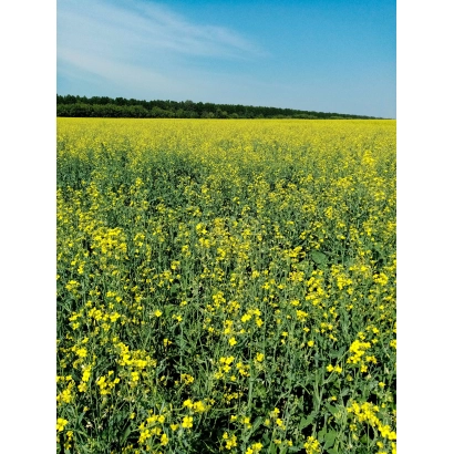 Поле рапса на фоне голубого неба - Арбалет