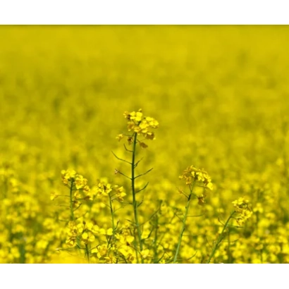 Поле рапса в цвету - Архитект