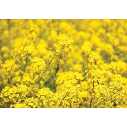 Поле рапса с желтыми цветами - Аризона
