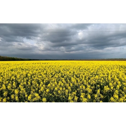 Поле рапса под облачным небом - Арсенал
