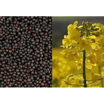 Семена рапса Атлант на фоне цветущего рапса
