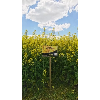 Поле рапса с вывеской АТОРА на фоне голубого неба