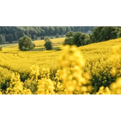 Поле рапса с цветущими желтыми цветами на фоне зеленых холмов - ЯВАР