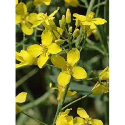 Жёлтые цветы рапса на зелёных стеблях - Багира