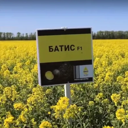 Знак с надписью БАТИС F1 на фоне поля рапса