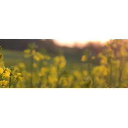 Поле рапса на закате - Беатрикс КЛ