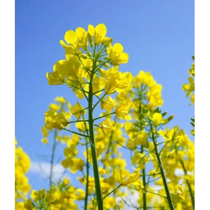 Желтые цветы рапса на фоне голубого неба - Бенефит