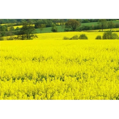 Поле рапса Блекстоун | Blackstone