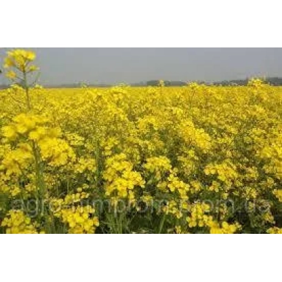 Поле рапса - Бучацький