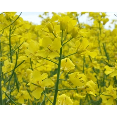 Поле рапса с жёлтыми цветами - Карамино Кл