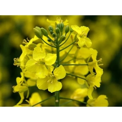 Желтые цветы рапса на фоне поля - Чемпион Украини