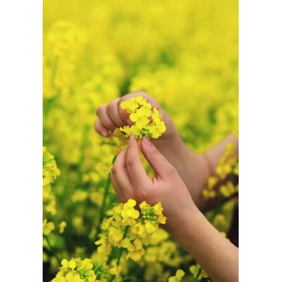 Желтые цветы рапса на фоне поля - Кларус