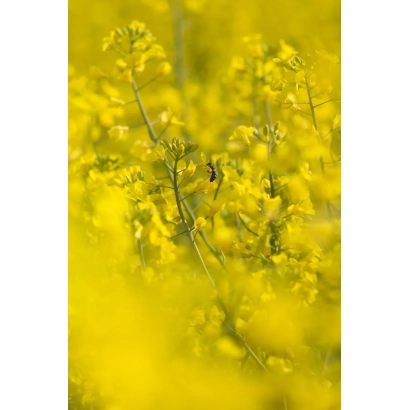 Поле рапса желтого цвета - Клеопатра