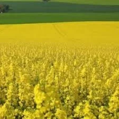 Желтое поле рапса на фоне зеленого холма - КЛИК КЛ