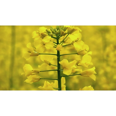 Желтые цветы рапса на фоне поля - Корнет КЛ