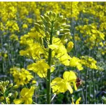 Поле рапса с цветущими желтыми цветами - Кристал