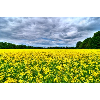 Поле рапса под облачным небом - КРИСТИАНО КВС