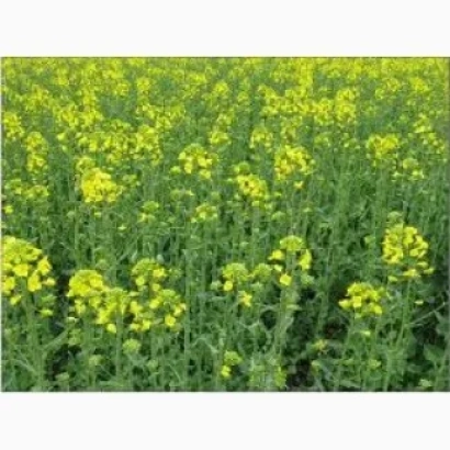 Поле рапсу з жовтими квітами - Дангал