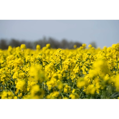 Поле рапса на фоне неба - Дебют