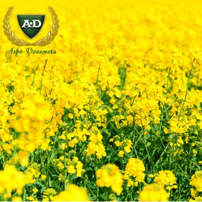 Желтое поле рапса с логотипом A&D Dembó - Дембо