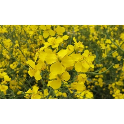 Жовті квіти ріпаку на тлі поля - Динамік