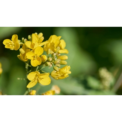 Жёлтые цветы рапса на зелёном фоне - ДК Ексима