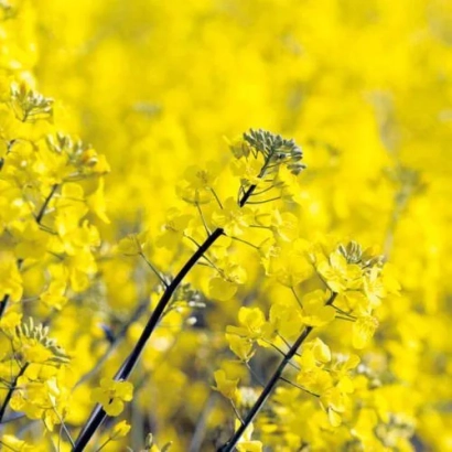 Поле рапса с цветущими желтыми цветами - ДК Експиро